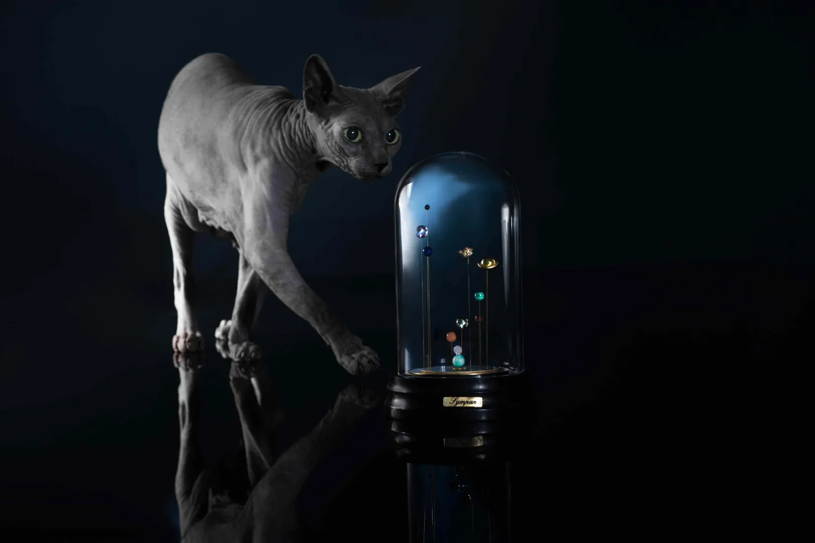 Chat curieux observant un Sympan et ses pierres planètes et des créations rares